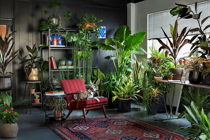 Indoor Plants