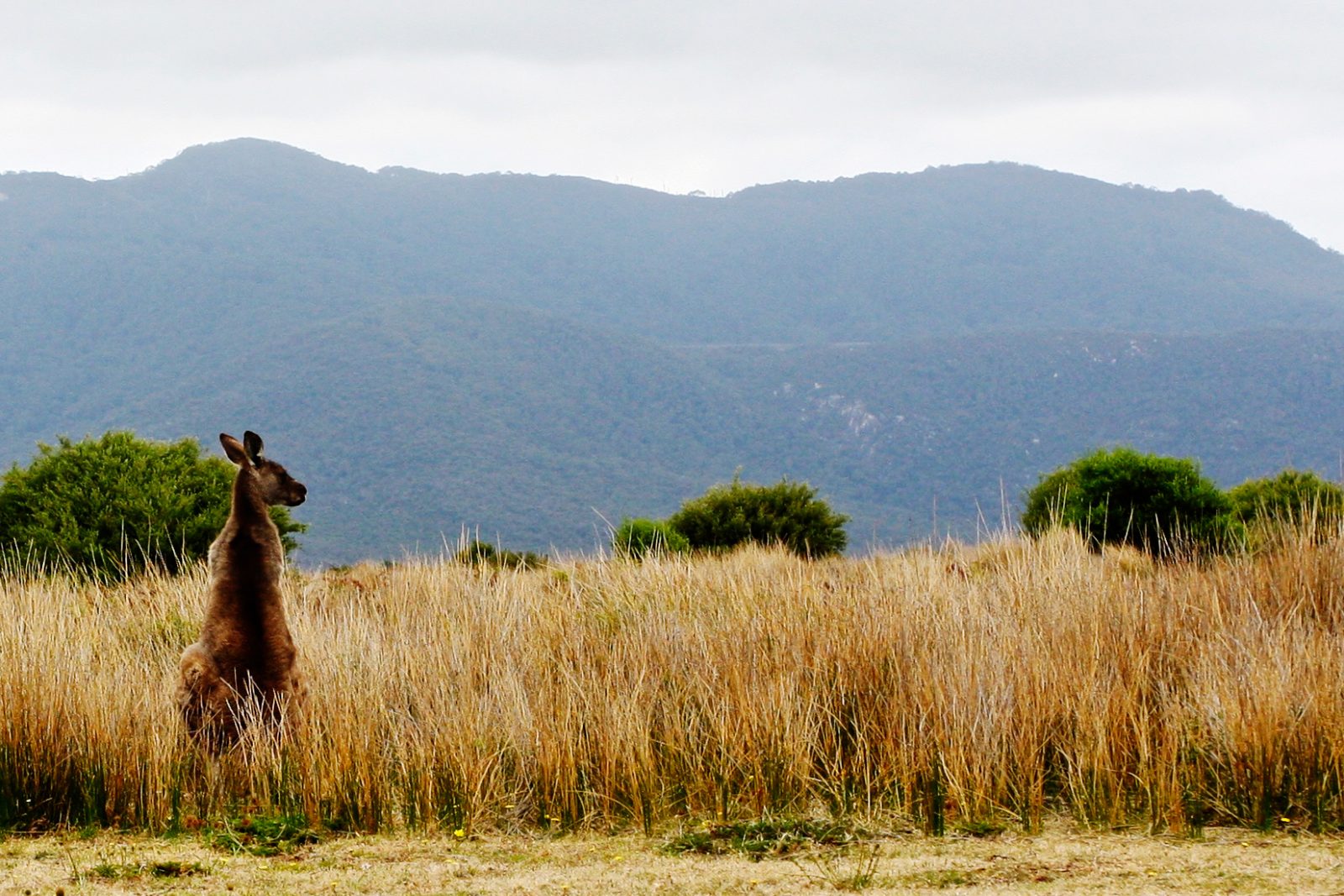 kangeroo-15866876017_c914af13a8_o