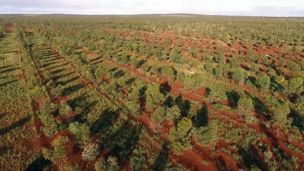 bowgader hills plantation