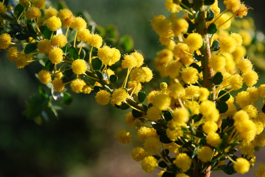 gold dust wattle plant image