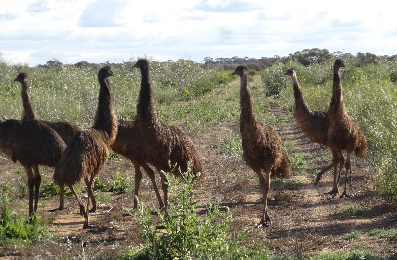 emu on the plantations