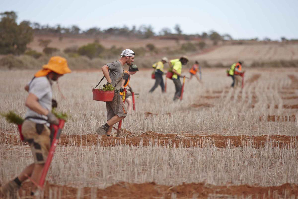 men walking and planting