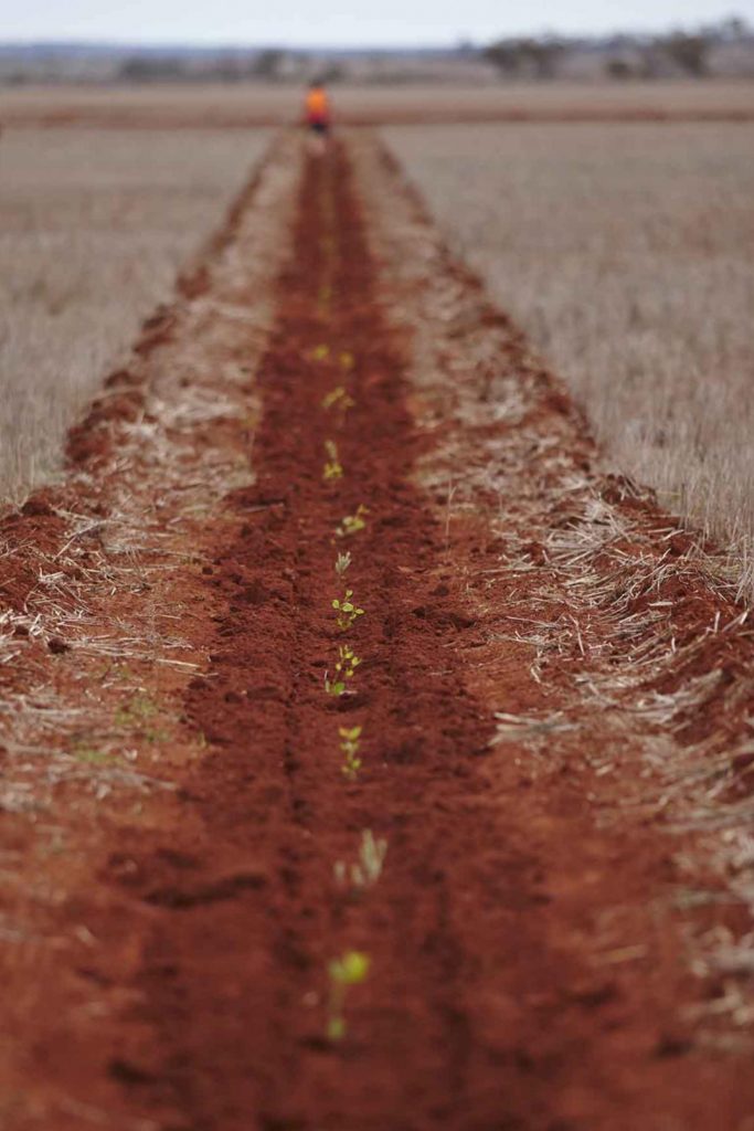 row of seedlings in dirt