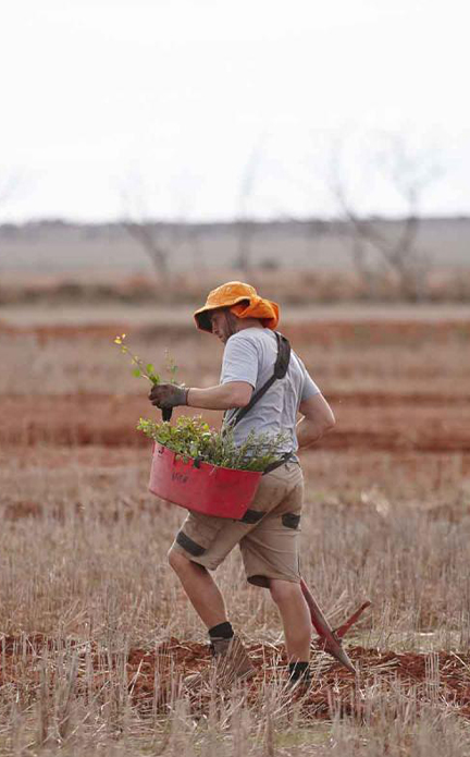 man planting trees