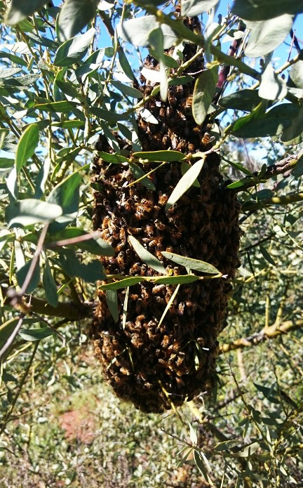 beehive in tree