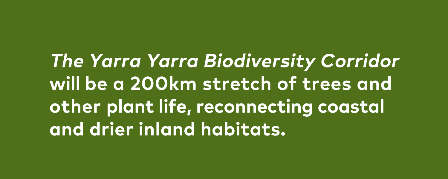 yarrayarra-pull-out-quote