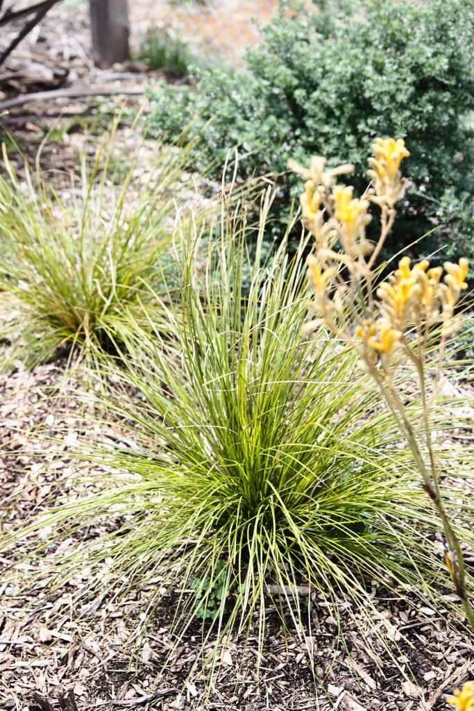 flinders native garden image