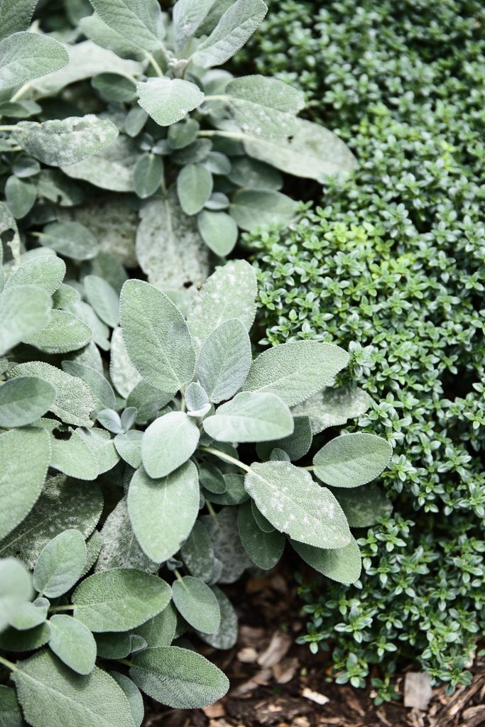herb garden flinders house image