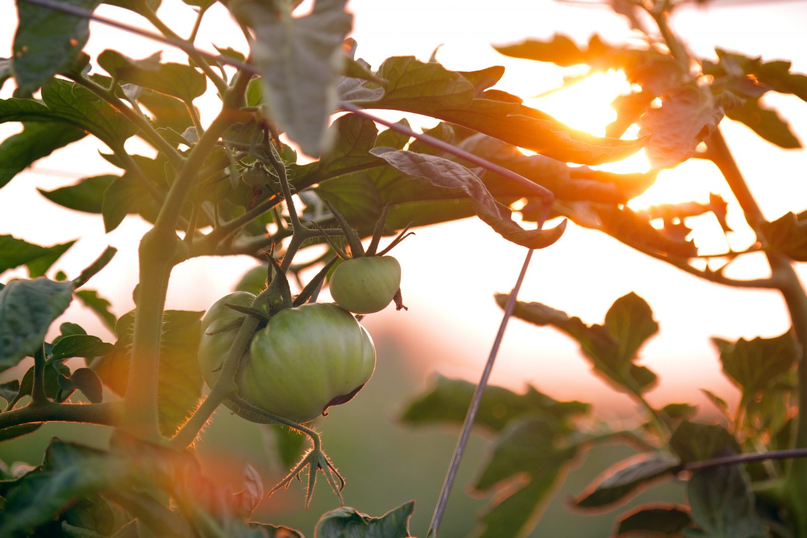 tomato plant at sunset image