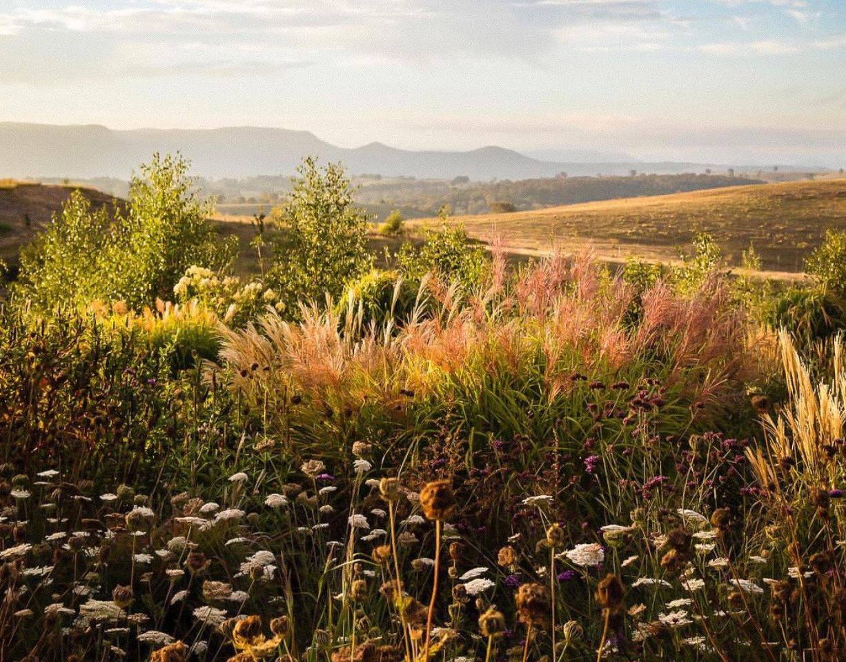 claire takacs garden photograph
