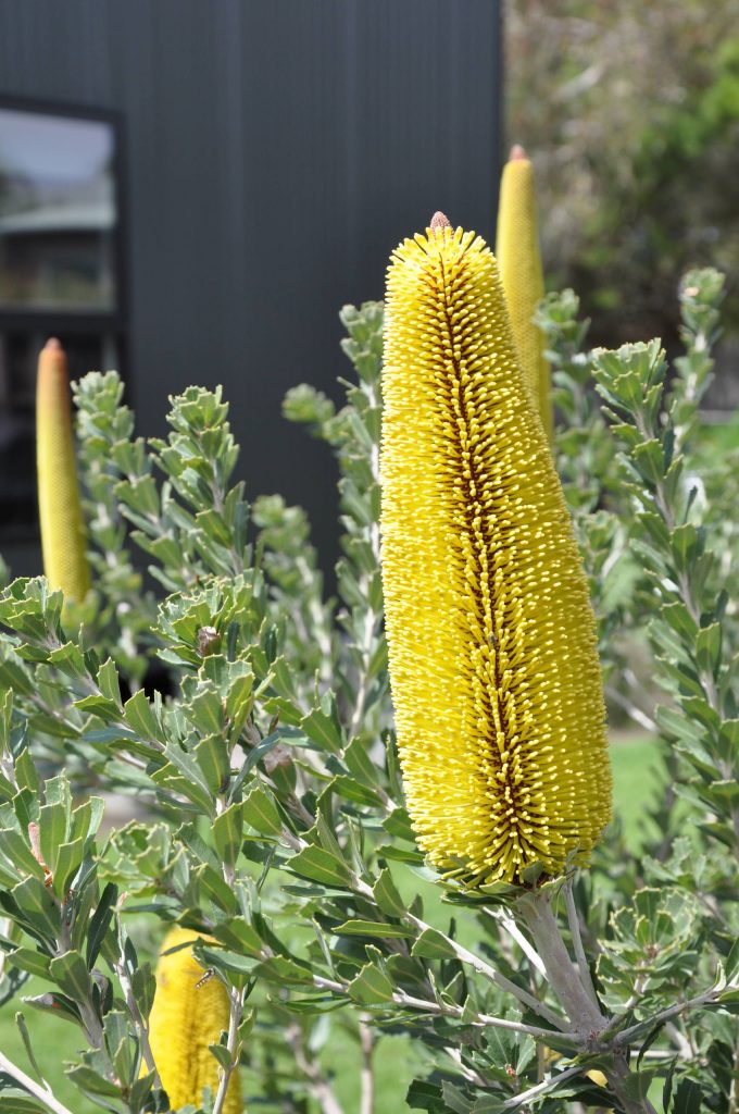 fogarty house banksia close up